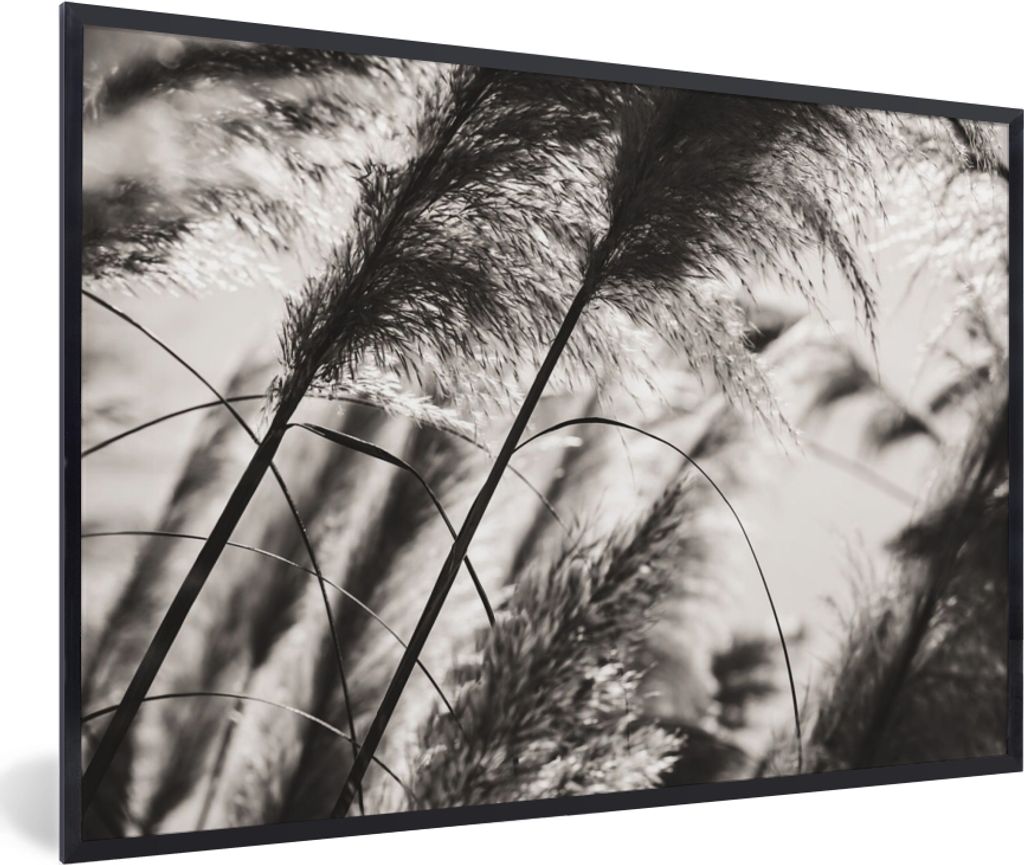 MuchoWow Gerahmtes Poster Pampasgras - Schwarz - Weiß - Pflanze 90x60 cm - Poster mit Schwarzem Bilderrahmen Wandposter Rahmen Foto Bilder - Fot...