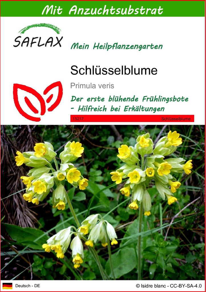 SAFLAX - Heilpflanzen - Schlüsselblume - 100 Samen - Mit keimfreiem Anzuchtsubstrat - Primula veris
