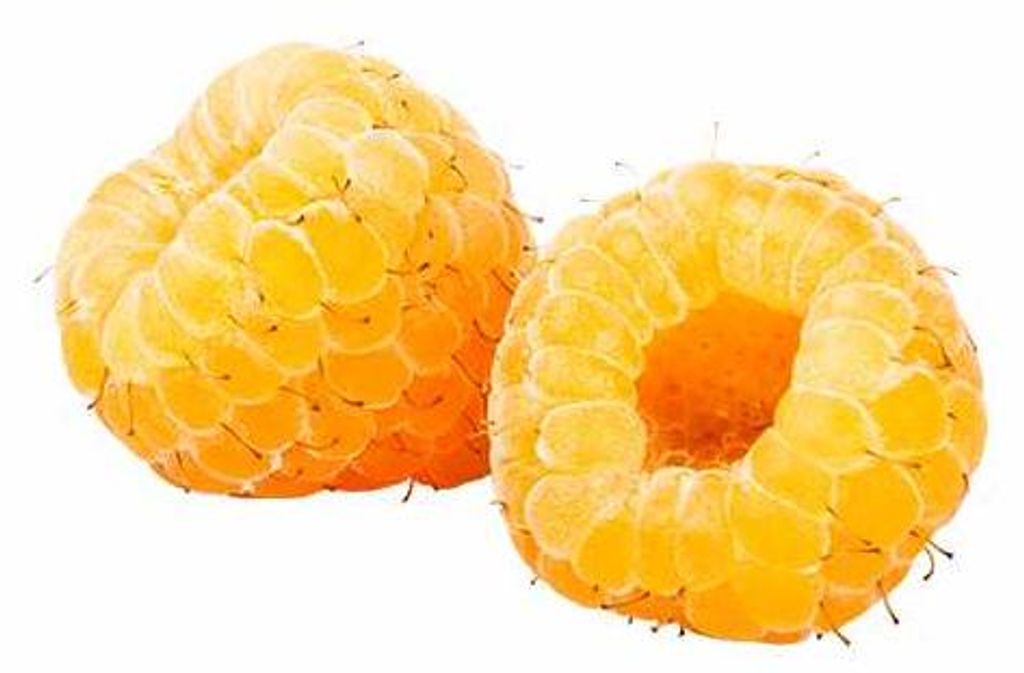 Gelbe Himbeere Rubus idaeus 'Golden Bliss' 60-70 cm