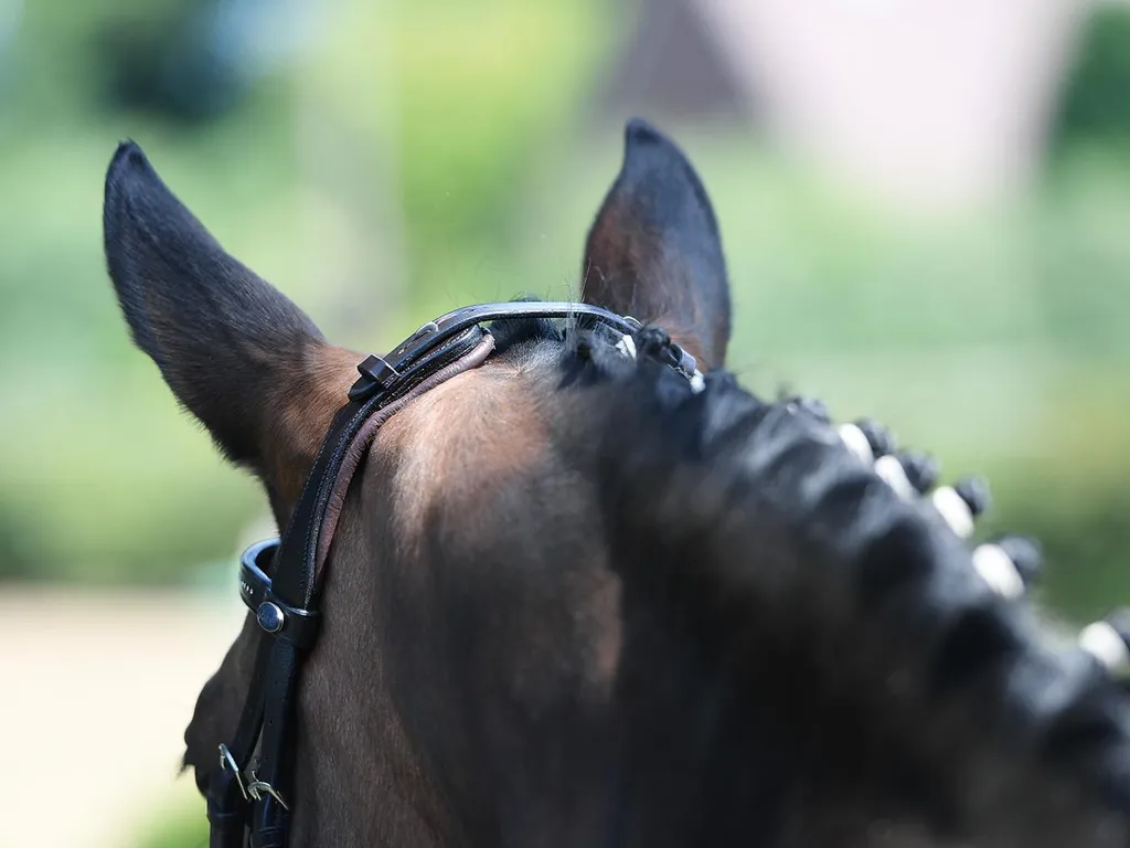 Filet de Cheval en Cuir avec Muserolle Combinée et Strass Argent BUSSE - 3
