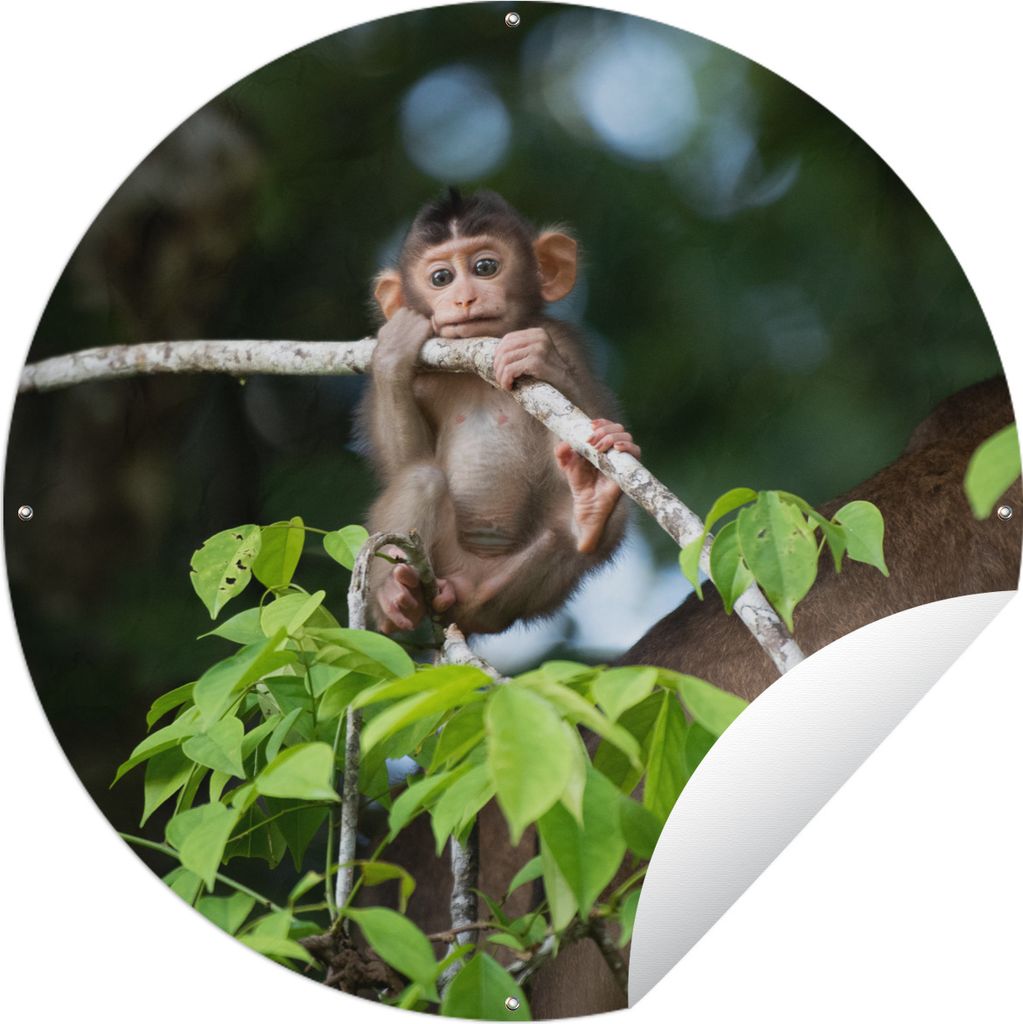 MuchoWow Gartenposter Outdoor-Poster Rund Baby - Affe - Äste Ø 150 cm Gartendeko Rundes Poster draußen
