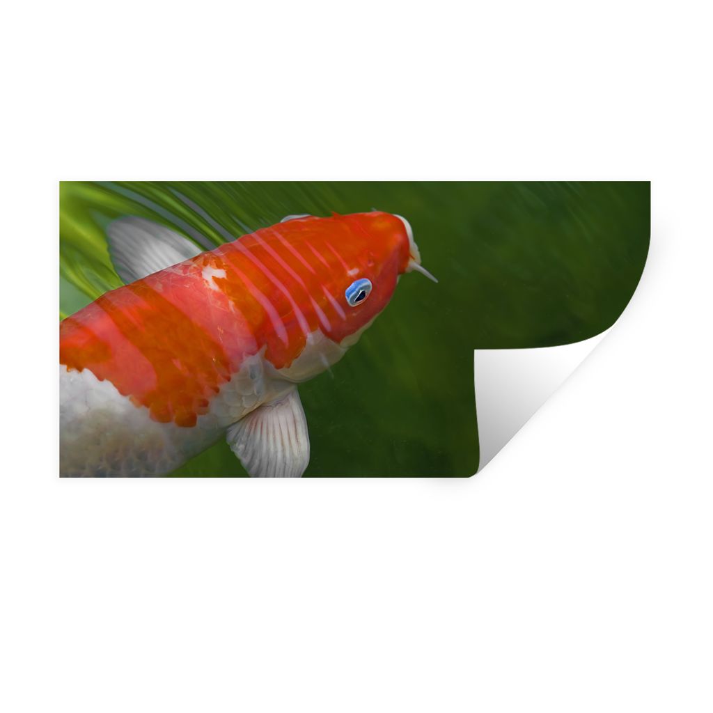 MuchoWow Wandtattoo Wandsticker Wandaufkleber Ein Koi-Karpfen in grün gefärbtem Wasser 160x80 cm Selbstklebend und Repositionierbar - Sticker -...