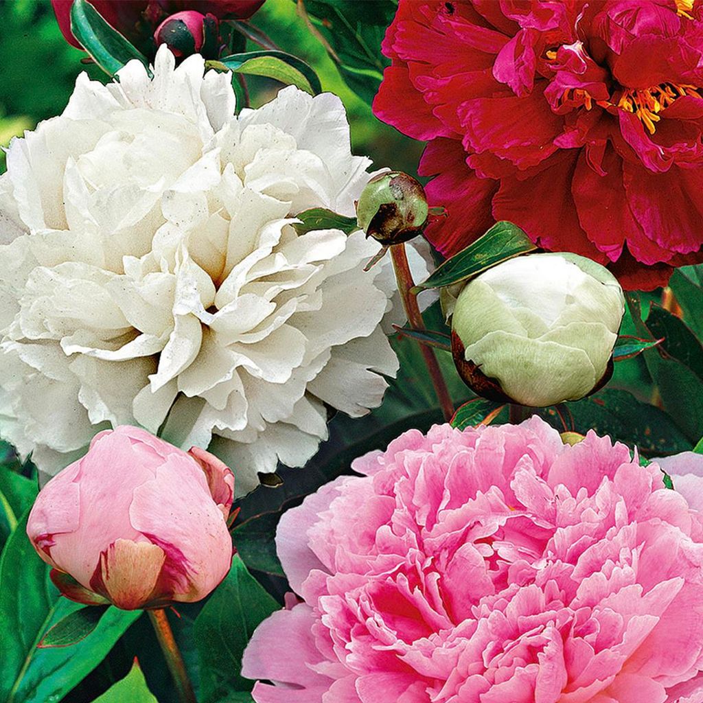Bloomique - 3er-Mix - Paeonia - Pfingstrose - Rot, Weiß, Rosa - Knollen - Gartenpflanzen - Stauden - Winterhart - Staude - Wird bis zu 80-100 cm g...
