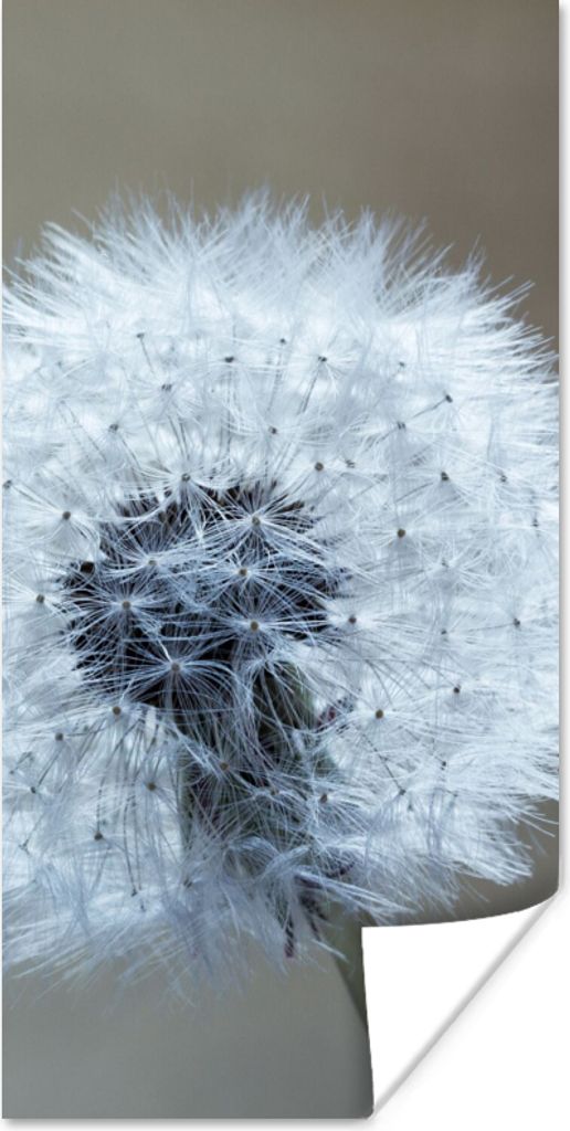 MuchoWow Poster Löwenzahn - Blume - Pflanze 60x120 cm - Wandschmuck