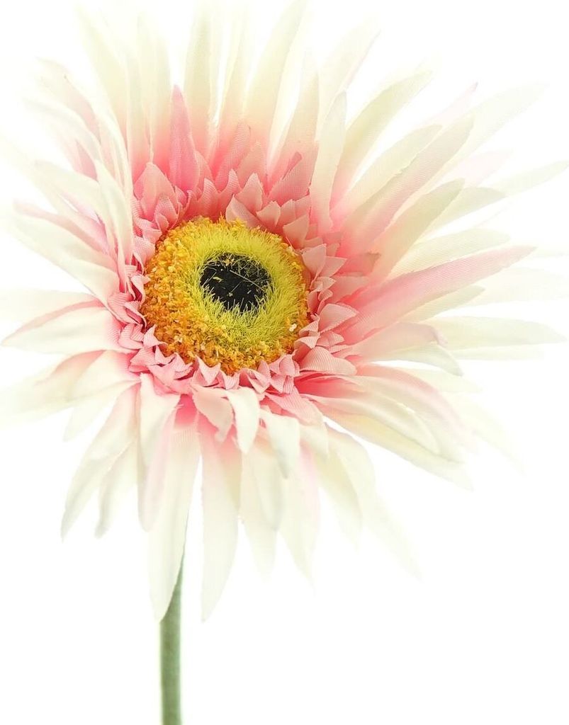 GASPER Gerbera Creme & Rosa 66 cm - Kunstblumen