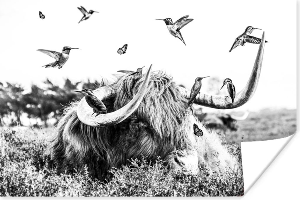 MuchoWow Poster Schottisches Hochlandrind - Vogel - Schwarz - Weiß 30x20 cm - Plakate - Print