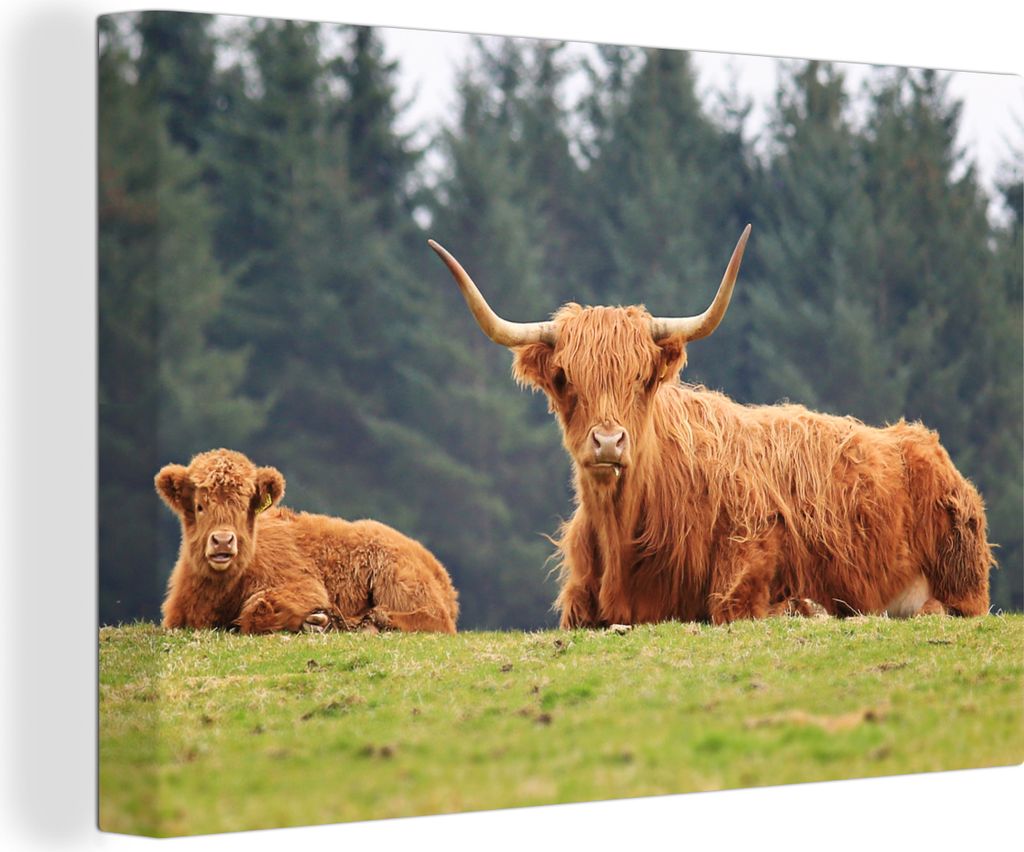 OneMillionCanvasses - Leinwandbilder - 140x90 cm, Schottisches Hochlandrind - Sonne - Gras, Wandbilder Wohnzimmer Hochland Rind - Tier Wanddekora...