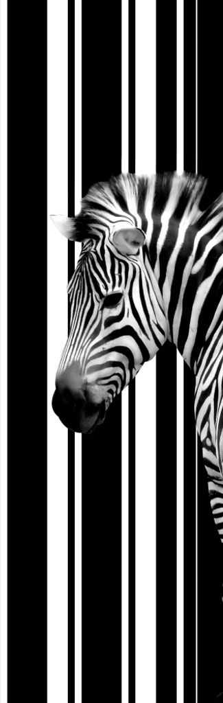 Zebras Kunstdruck Bild - Barcode Zebra (91 x 30 cm)