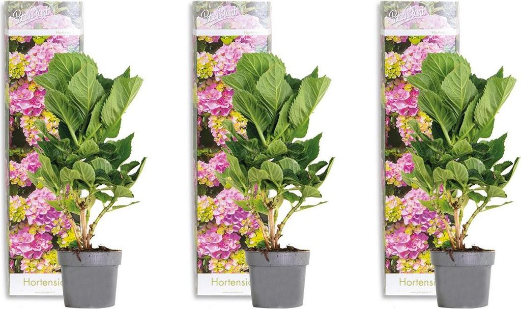 Bloomique - 3er-Set - Hydrangea Macrophylla Early Pink - Hortensie - Bauernhortensie - Gartenpflanzen - Winterhart - 20-30 cm Hoch - Topf 10,5 cm