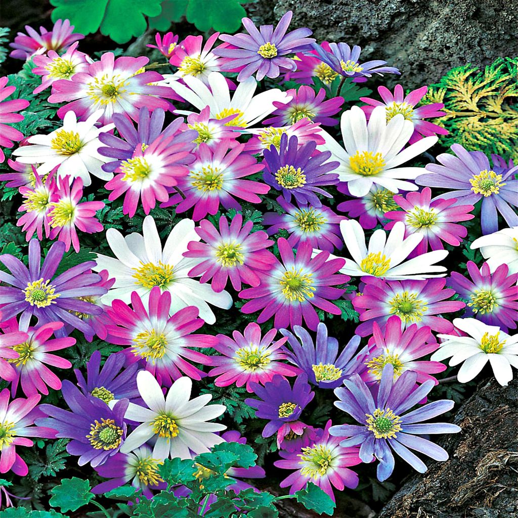 Zwiebel Blumenzwiebel Staude winterhart Windröschen Anemone Blanda Mix 10 St.