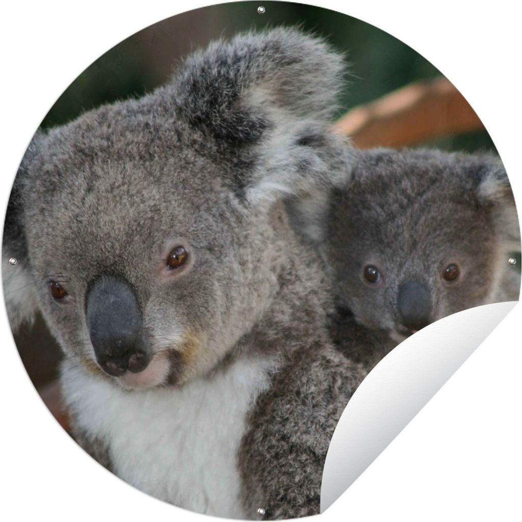 MuchoWow Gartenposter Outdoor-Poster Rund Koalas - Vater - Kind - Jungen - Mädchen Ø 90 cm Gartendeko Rundes Poster draußen
