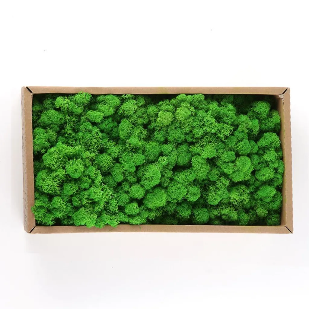 Mousse naturelle stabilisée : finissez-en avec les plantes qui fanent