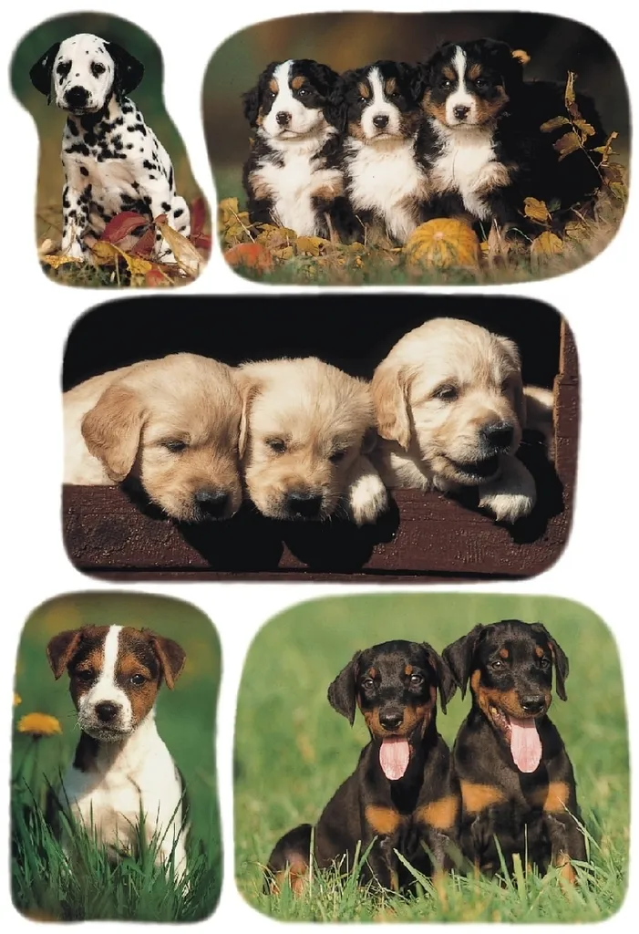 Etichetta decorativa con foto di cuccioli di cane VE=10x3 fogli
