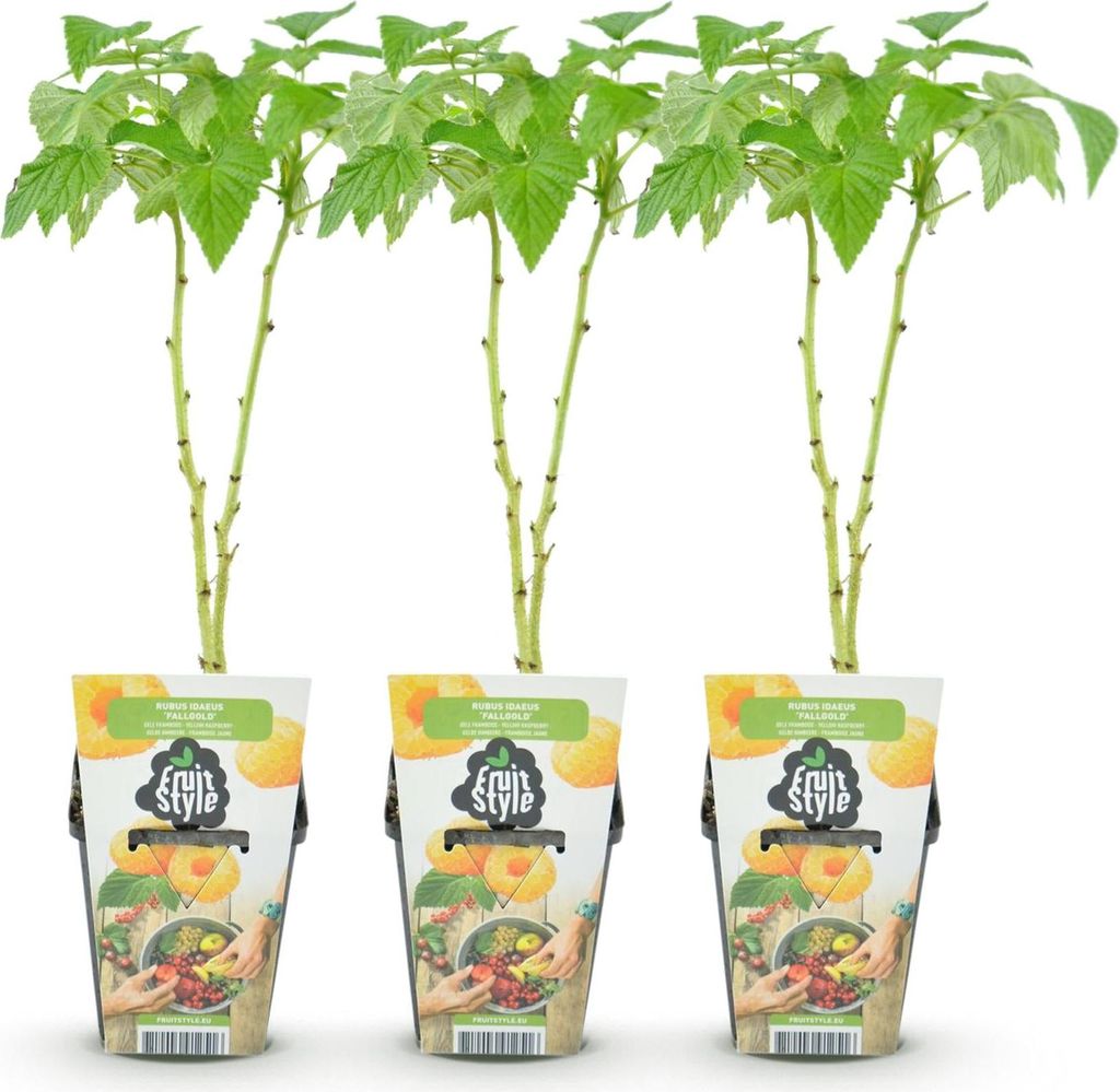 GreenboutiQ - Obstpflanzen - Himbeere - Rubus idaeus Produktbild 
