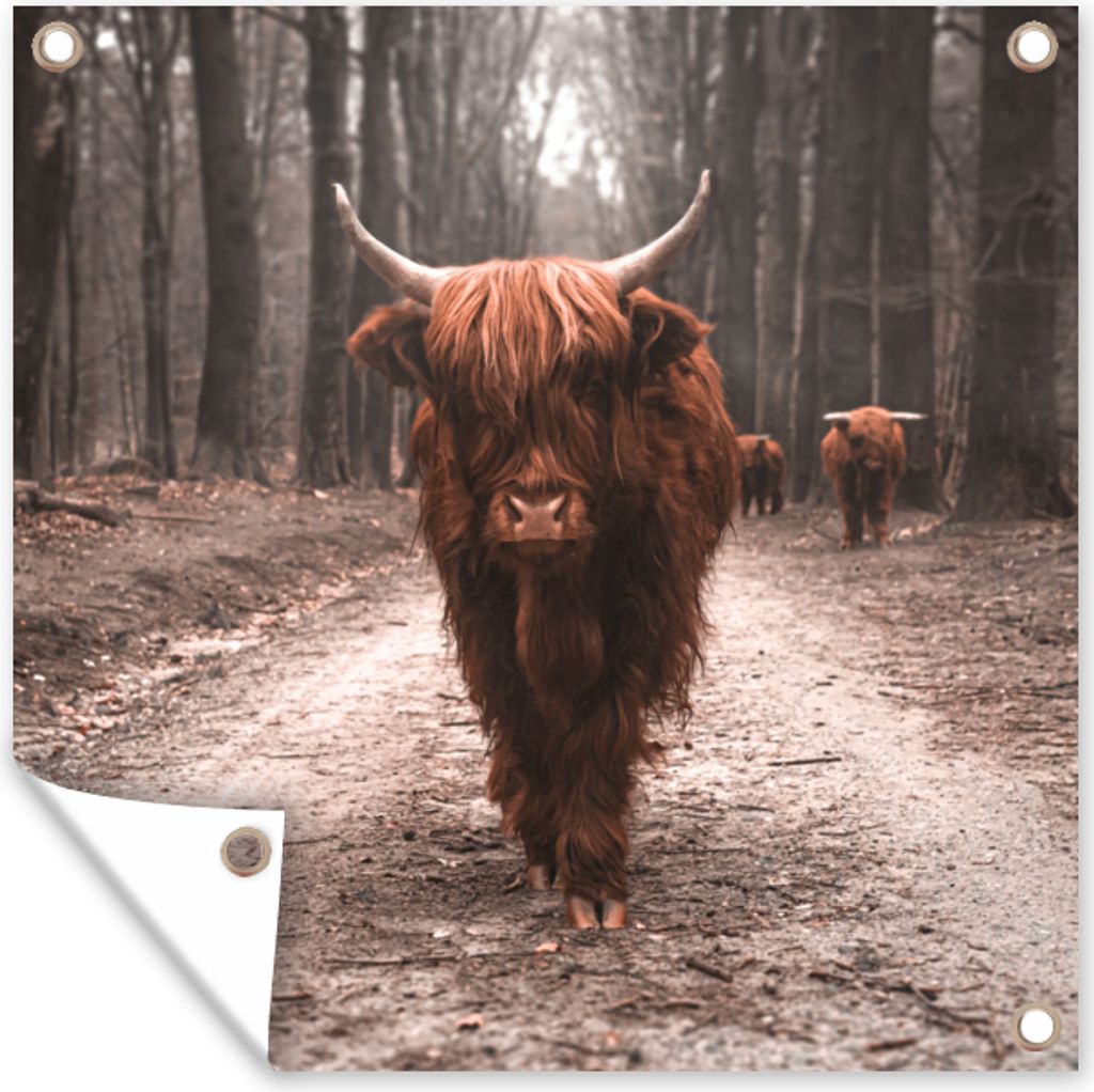 MuchoWow 100x100 cm Outdoor-Poster Gartendeko Sichtschutz Garten Poster für den Garten Schottischer Hochländer - Wald - Kuh - Tiere - Natur