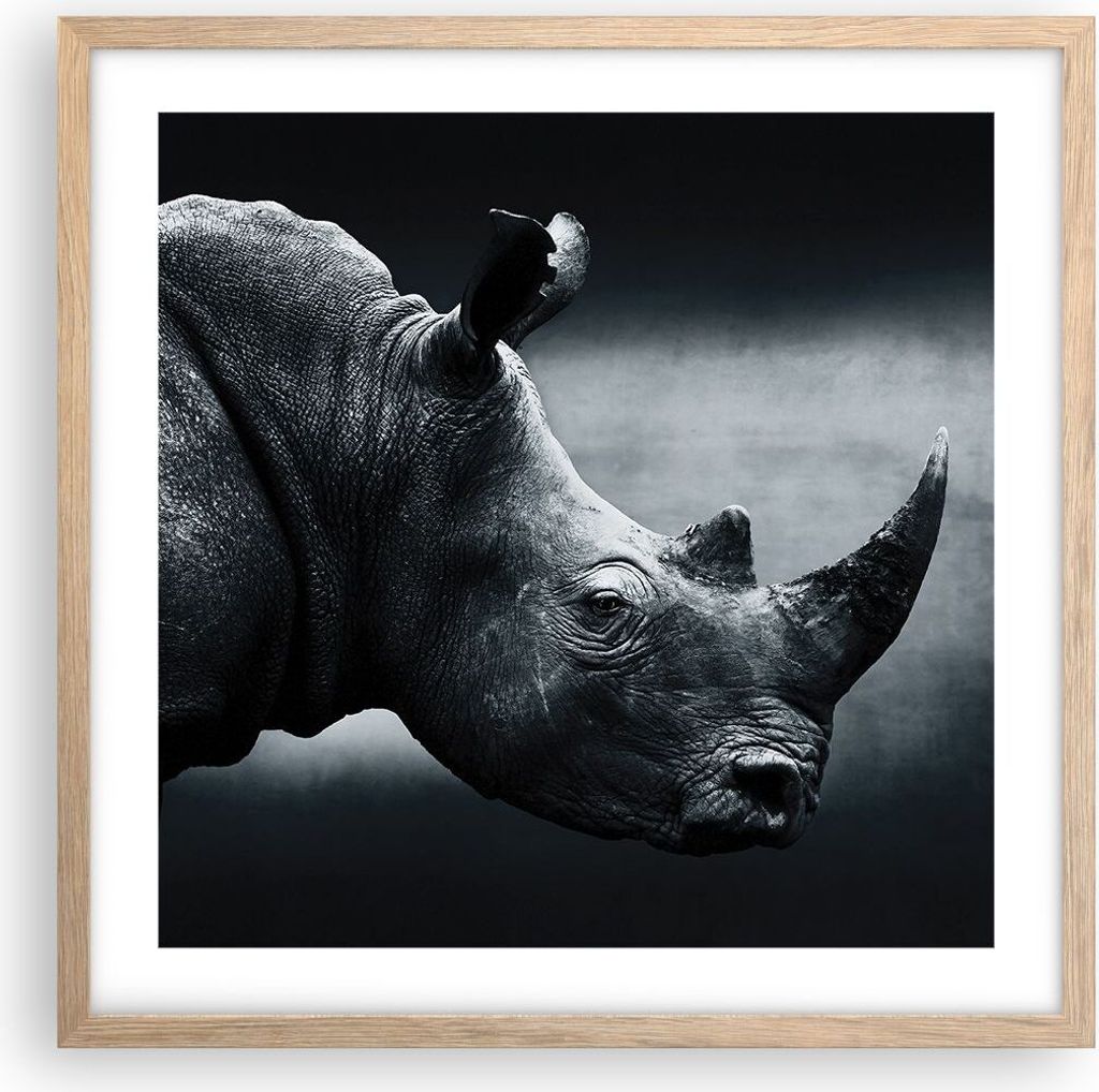 Gerahmtes Poster - Rahmen in heller Eiche - Nashorn Schwarzweiß Porträt - 50x50 cm - Wand Bild - Wanddeko - Wandbilder - Wandposter - Bilderrahme...