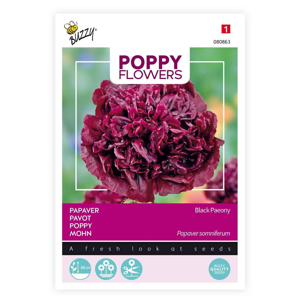 Buzzy Poppy Fiori Papavero Nero Semi di Peonia - Circa 0,08 Immagine del prodotto 