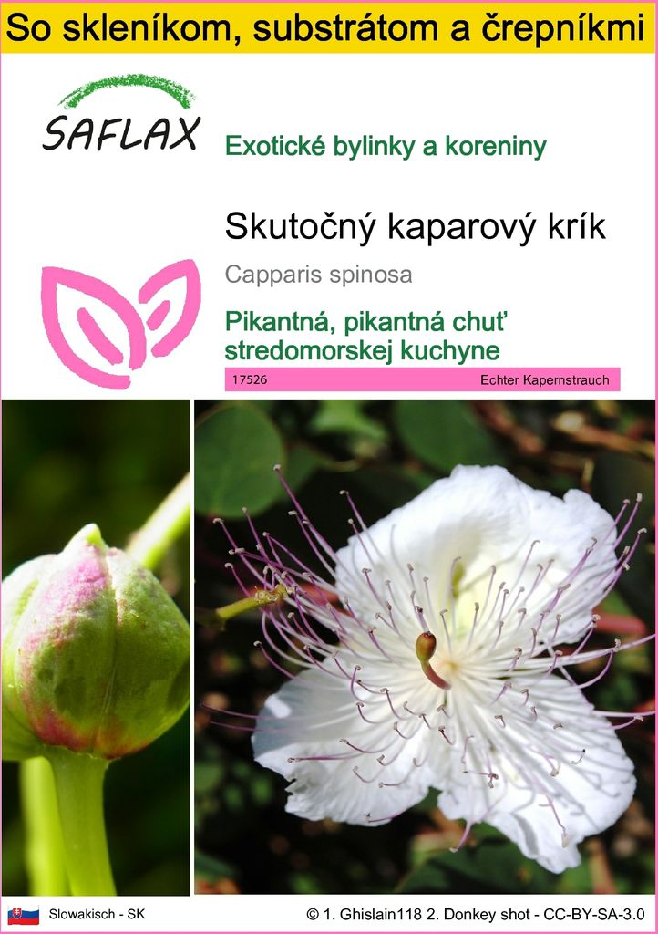 SAFLAX Kultivačný set - Skutočný kaparový krík - Capparis Obrázok produktu 