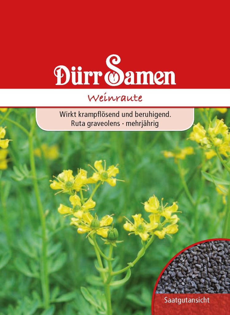 Weinraute | Weinrautesamen von Dürr Samen Produktbild 