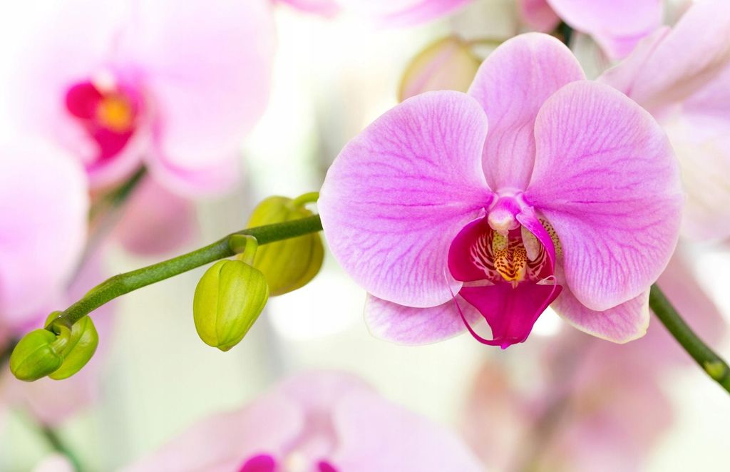 Orchideendünger 0,35 L AGRECOL Produktbild 