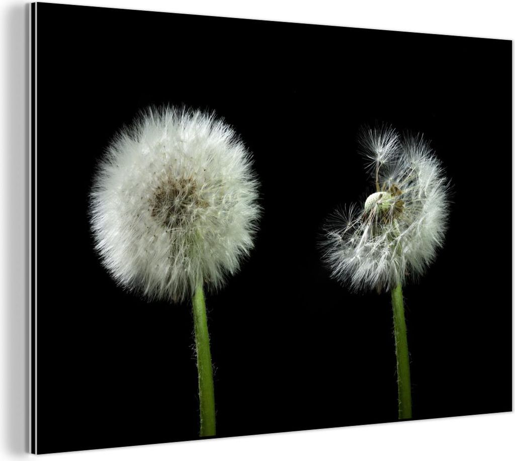 MuchoWow Wanddekoration Metall Metallbild Wandkunst 90x60 cm Löwenzahn - Pflanzen - Blumen - Dunkelheit - Stilleben MuchoWow Aluminium Gemälde - ...