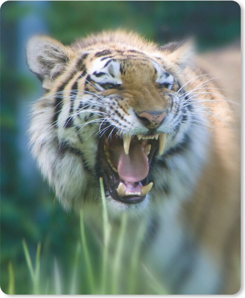 MuchoWow Mauspad Mousepad Tiger - Dschungel - Kopf 19x23 cm - Mousepads - Maus Mat - Pad - Mausunterlage - Mauspads - Spielen