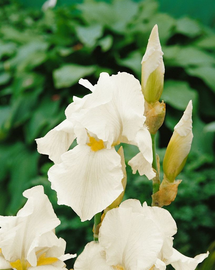 Iris x barb.-elat. 'English Cottage', Schwertlilie, weiß, ca. 11x11 cm Topf