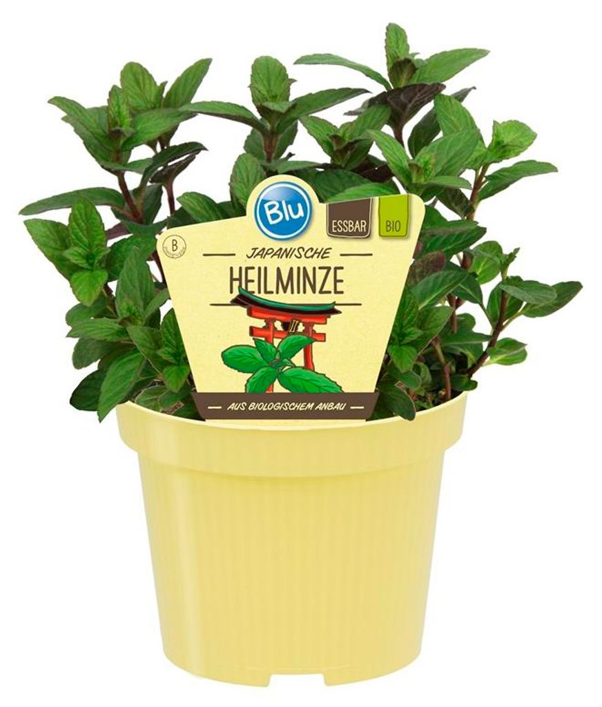 Japanische Heilminze- Mentha arvensis x spicata - Produktbild 