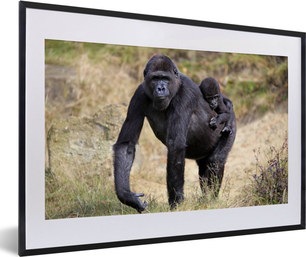 MuchoWow® MuchoWow® Gerahmtes Poster Bild eines Gorillas Produktbild 