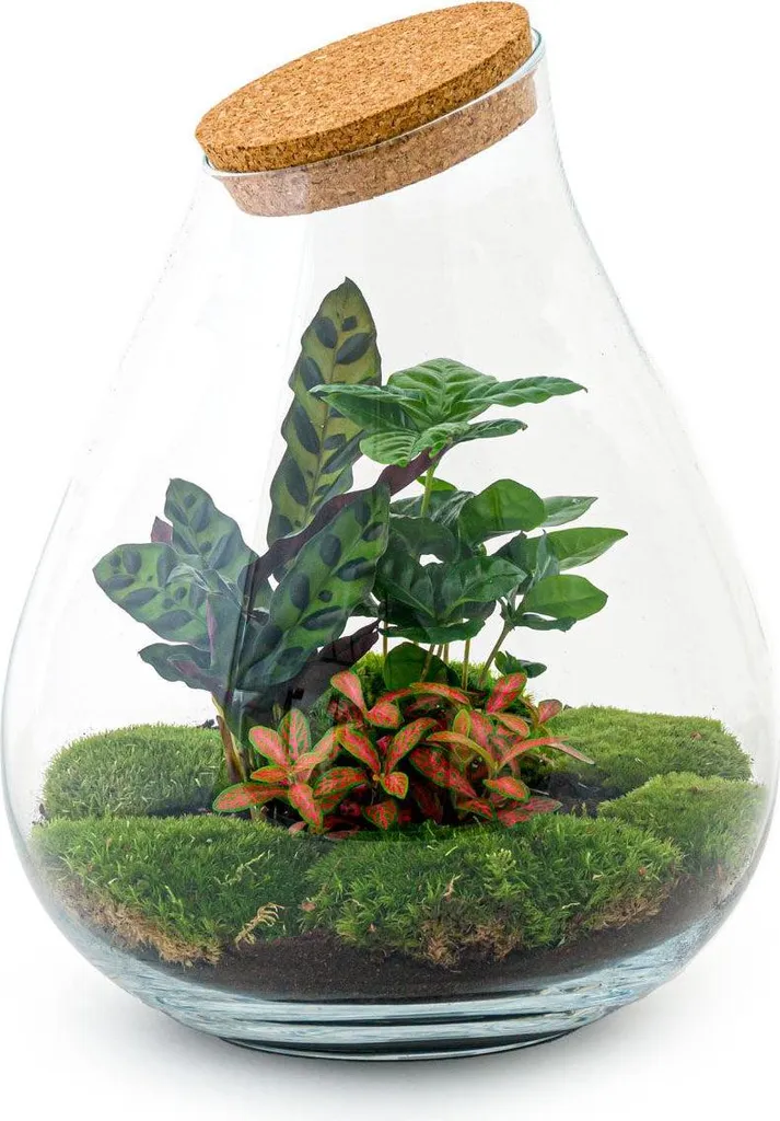 Terrarium XL Ø 29 cm Écosystème Autonome DIY avec Plantes Naturelles