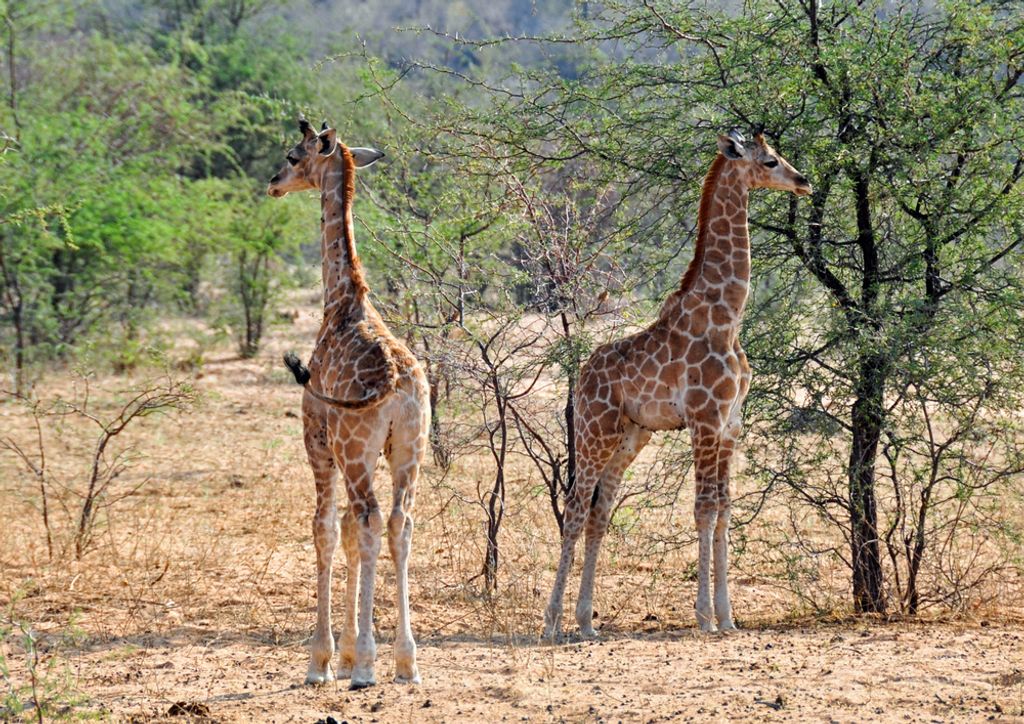 hansepuzzle 77062 - Giraffen Puzzle, 260 Teile, Natur, 41,0 x 28,0cm mit hochwertiger Aufbewahrung, Kartonbox und wiederverschließbarem Beutel