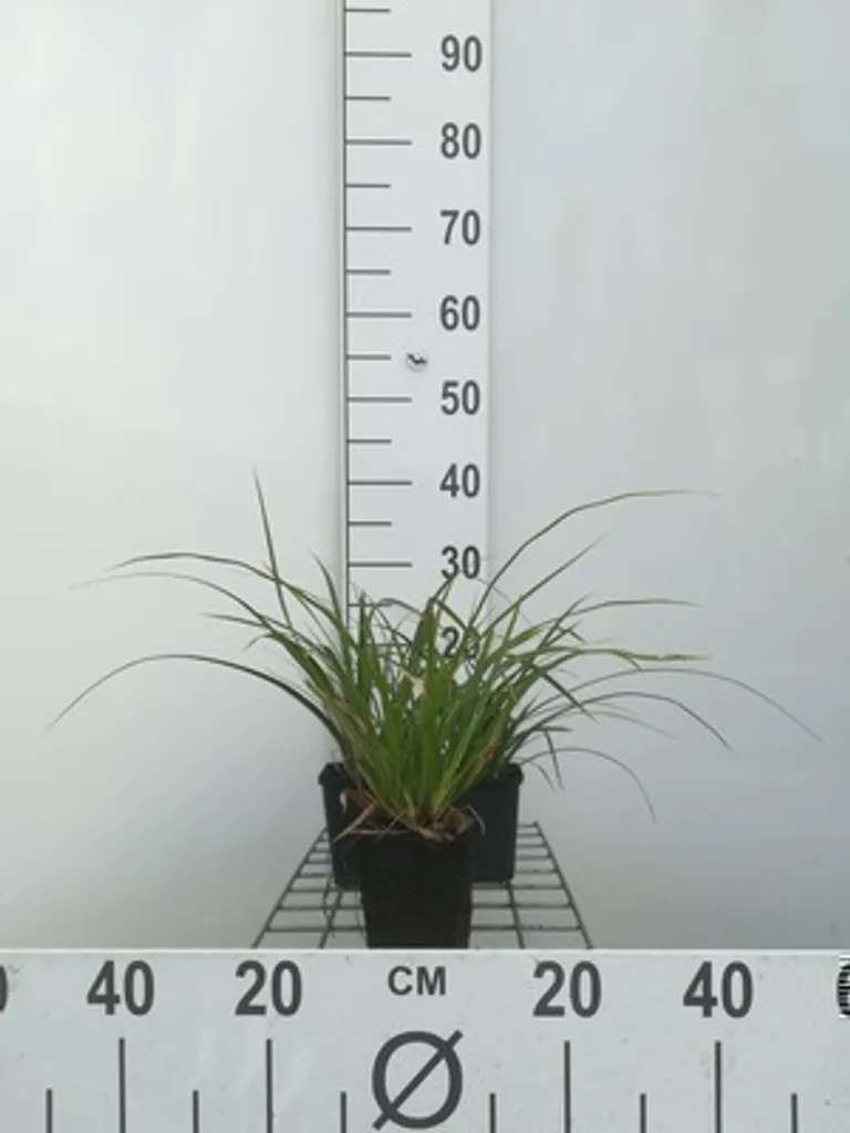 Plante couvre-sol Carex morrowii Variegata - Lot de 6 graminées en pot