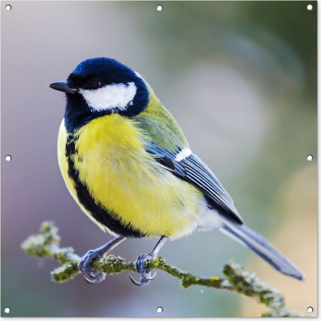 MuchoWow 100x100 cm Outdoor-Poster Gartendeko Sichtschutz Garten Poster für den Garten Kohlmeise - Vogel - Zweig