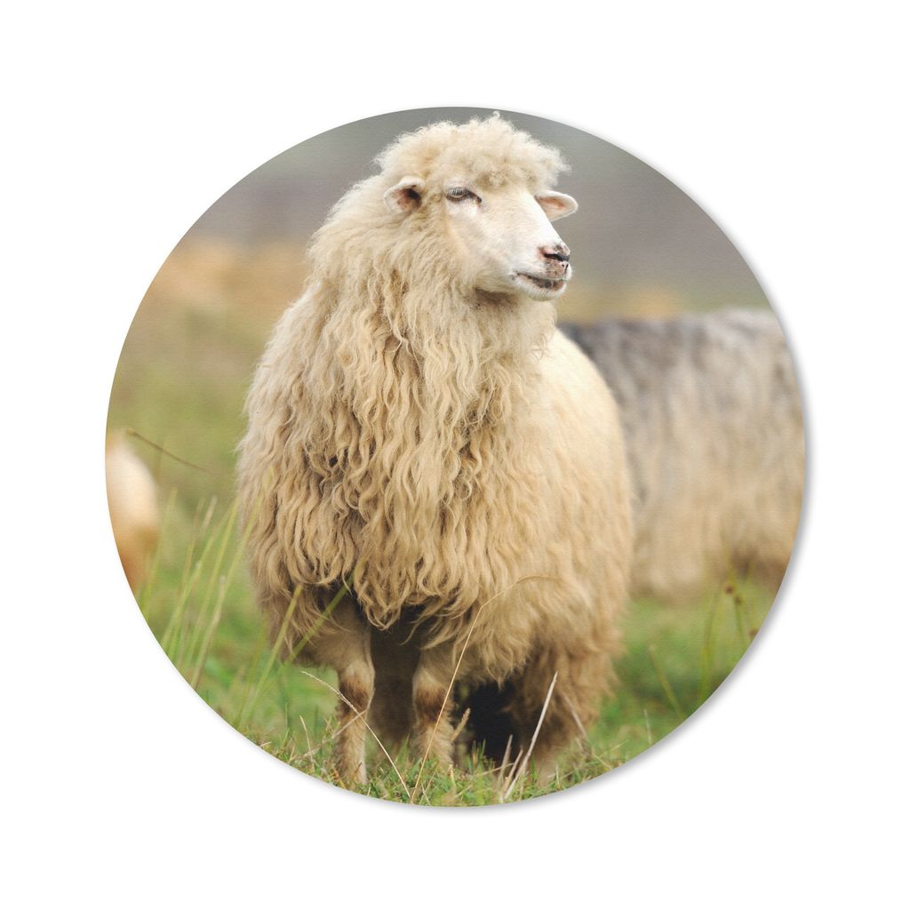 MuchoWow Mauspad Mousepad Schafe - Wolle - Gras 40x40 cm - Mousepads - Maus Mat - Pad - Mausunterlage - Schreibtisch Accessoires