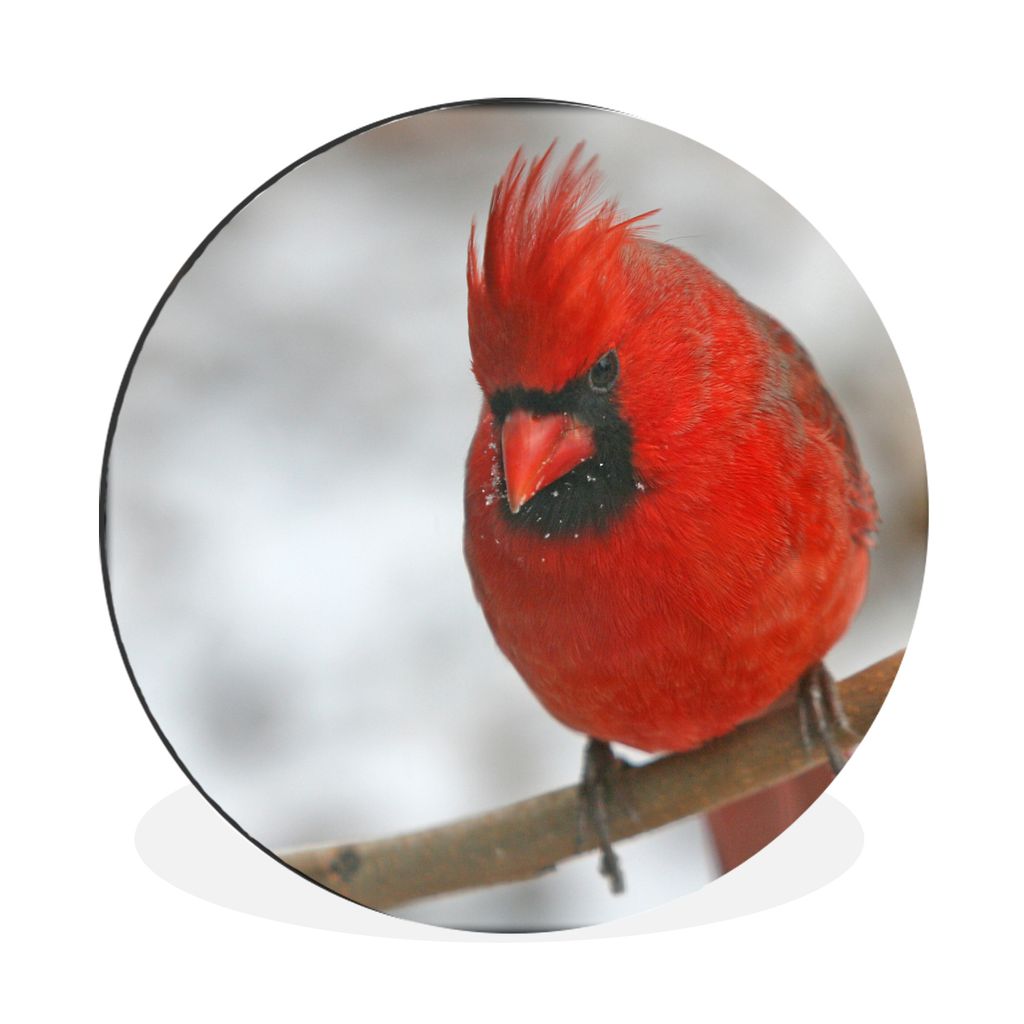 MuchoWow Aluminium Wandkreis Roter Kardinal auf einem dünnen Zweig Ø 90 cm Wanddeko Modern Wohnzimmer - Mauerkreis - Wandbilder - Runde Bild - ...