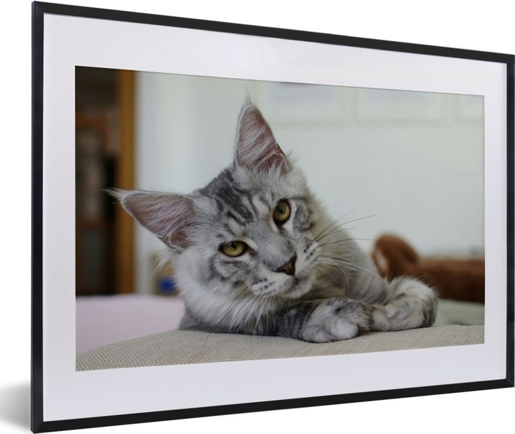 MuchoWow MuchoWow Gerahmtes Poster Eine liegende graue Maine Coon Katze 60x40 cm - Poster mit zchwarzem Bilderrahmen - Schlafzimmer - Plakat in...