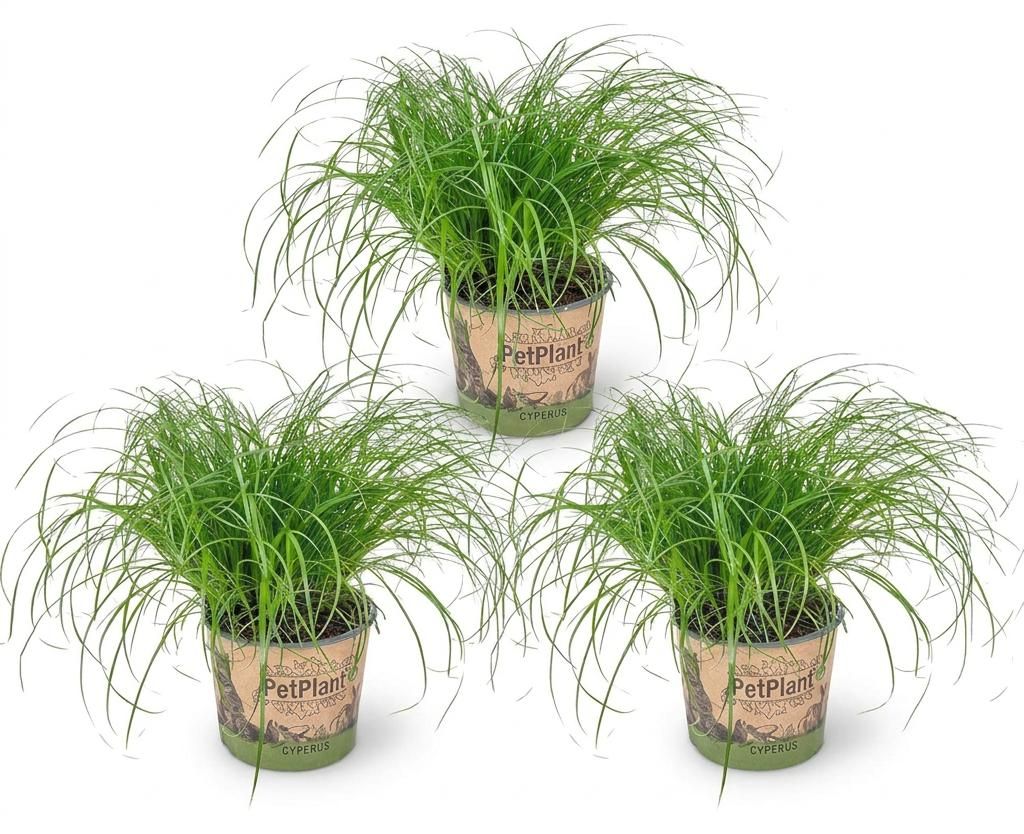 Bloomique - Lot de 3 - Cyperus zumula - Herbe à chat - Image du produit  Image générée par une IA