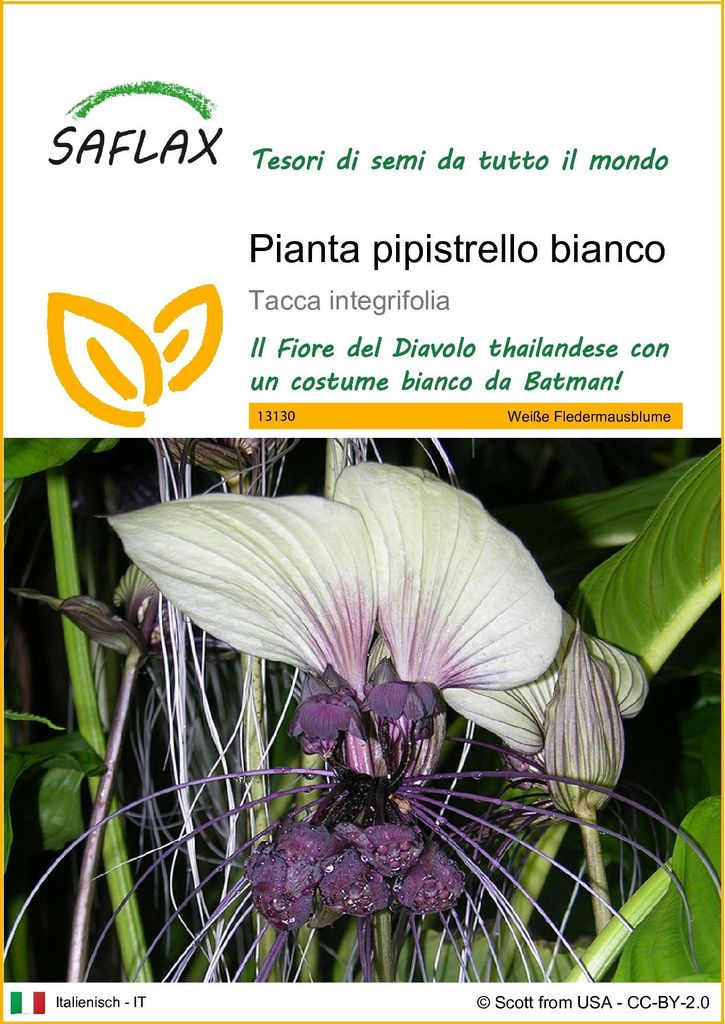 SAFLAX  - Pianta pipistrello bianco - 10 semi - Tacca Immagine del prodotto 