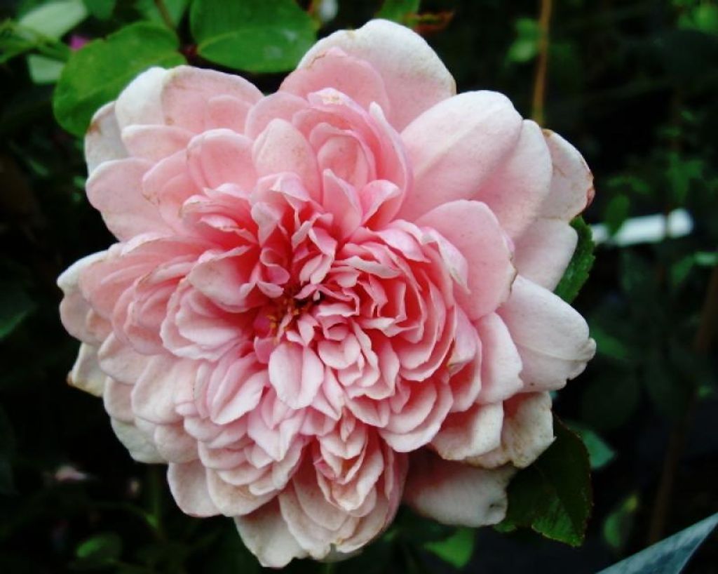 Historische Ramblerrose Albertine, Barbier, 1921 - Co. 5 L