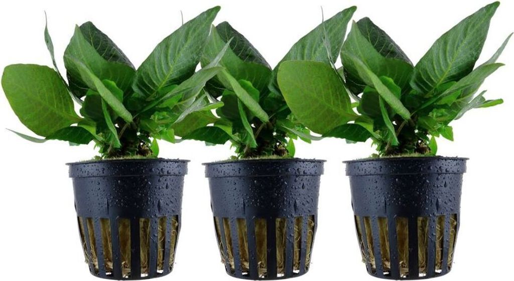 Aquarium Pflanze 3 Stück Hygrophila Compact Wasserpflanze Tropica Nr.052D Set