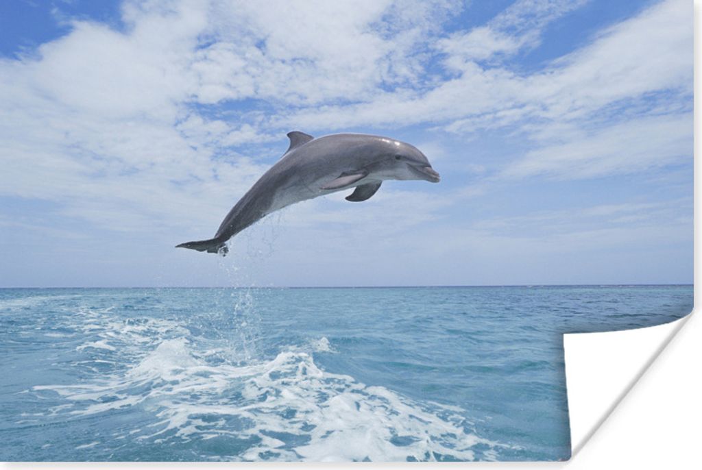 MuchoWow Poster Delfin - Meer - Himmel 60x40 cm - Schlafzimmerdekoration
