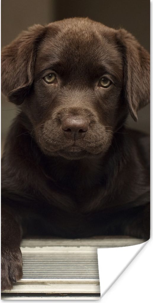 MuchoWow Poster Niedlicher Labrador Retriever schaut in die Kamera 60x120 cm - Wandschmuck
