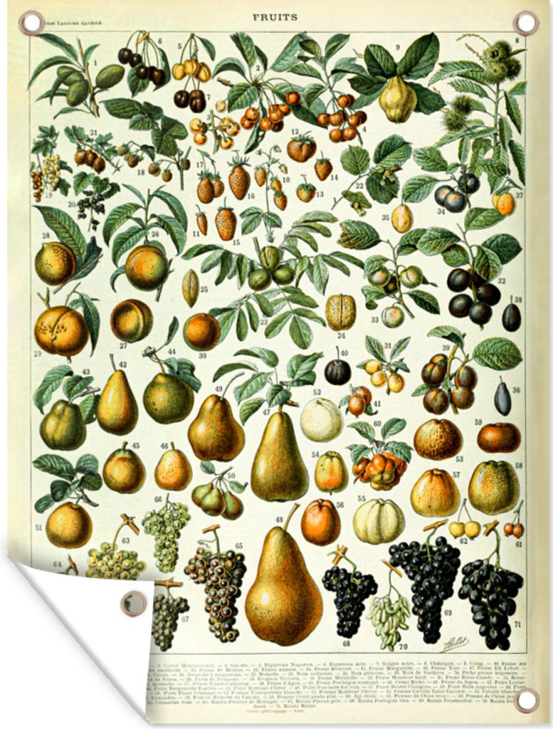 MuchoWow 30x40 cm Outdoor-Poster Gartendeko Sichtschutz Garten Poster für den Garten Adolphe Millot - Jahrgang - Obst - Birne - Trauben