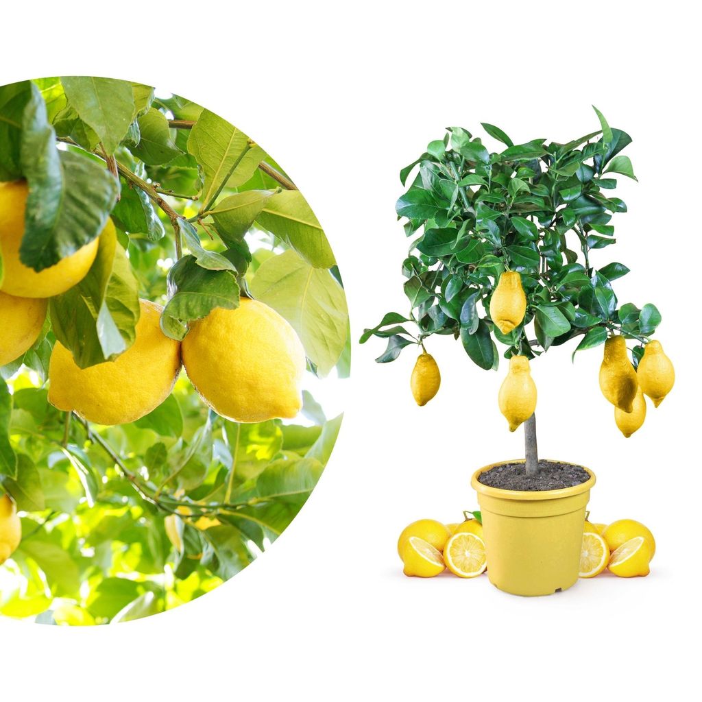 Meine Orangerie Zitronenbaum Mezzo - echte Zitrone - veredelter Zitrusbaum - Citrus Limon - Lemon Tree - Fruchtreife Zitrone in Gärtnerqualität