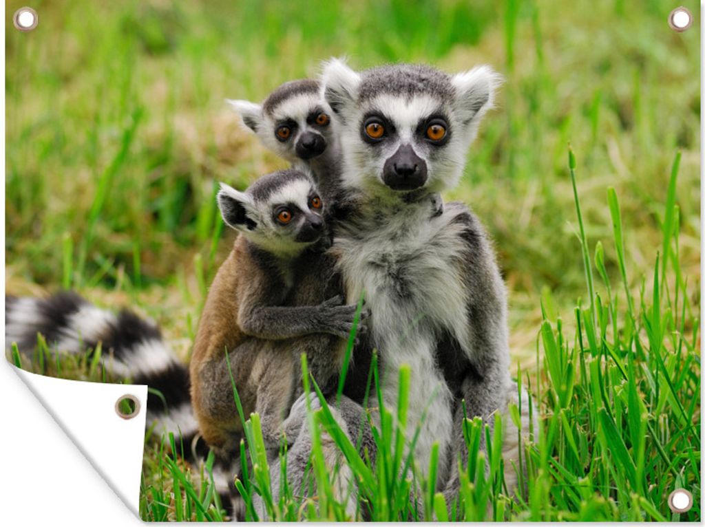 MuchoWow 40x30 cm Outdoor-Poster Gartendeko Sichtschutz Garten Poster für den Garten Lemurenmutter mit Kindern im Gras