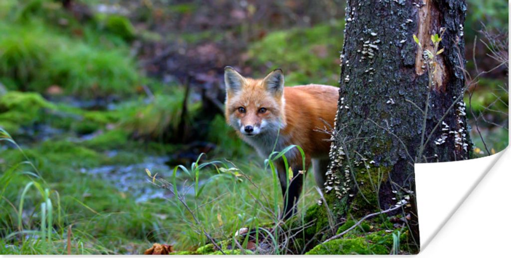 MuchoWow Poster Fuchs - Baum - Waldtier - Herbst 40x20 cm - Poster für die Wand - Poster Schlafzimmer