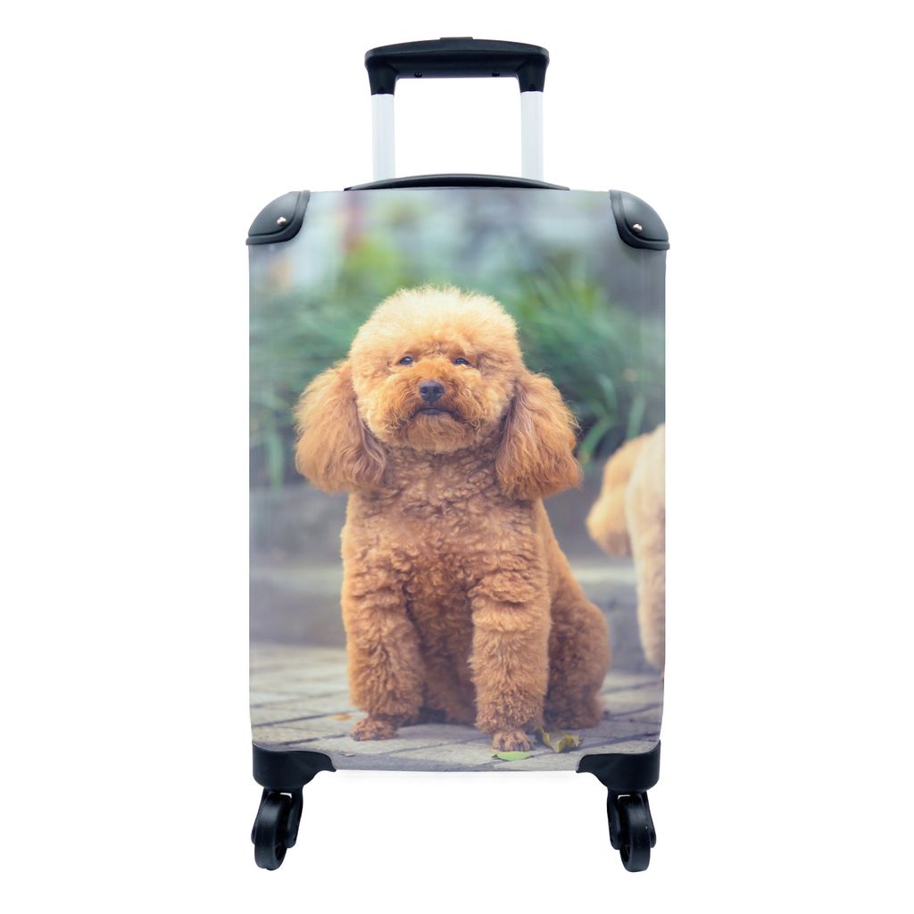 MuchoWow Koffer Handgepäck Trolley Rollkoffer Kleine Reisekoffer mit 4 Rollen - Brauner Pudel sitzt in einem Hundepark - Cabin Size < 55x40x23 c...