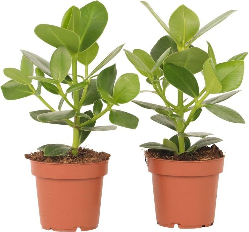 Balsamapfel - 2 Stk - Clusia rosea 'Princess' - Höhe 25-35cm - 12cm