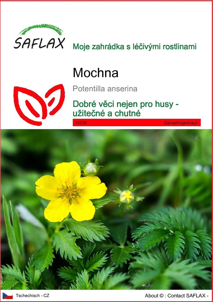 SAFLAX - mochna - Potentilla anserina - 20 Semena Obrázek produktu 