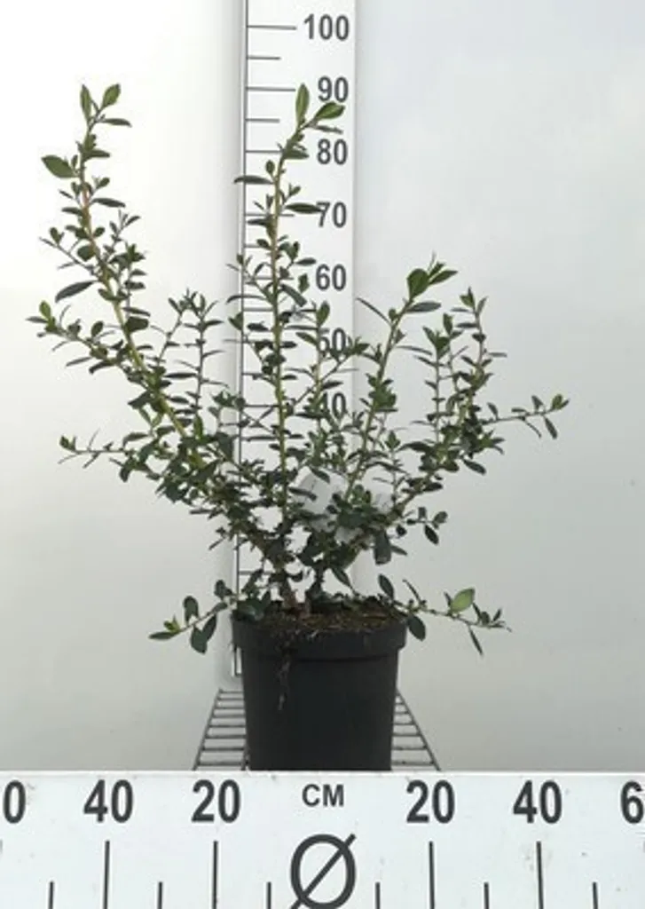 Escallonia rubra Crimson Spire arbuste résistant au vent et embruns